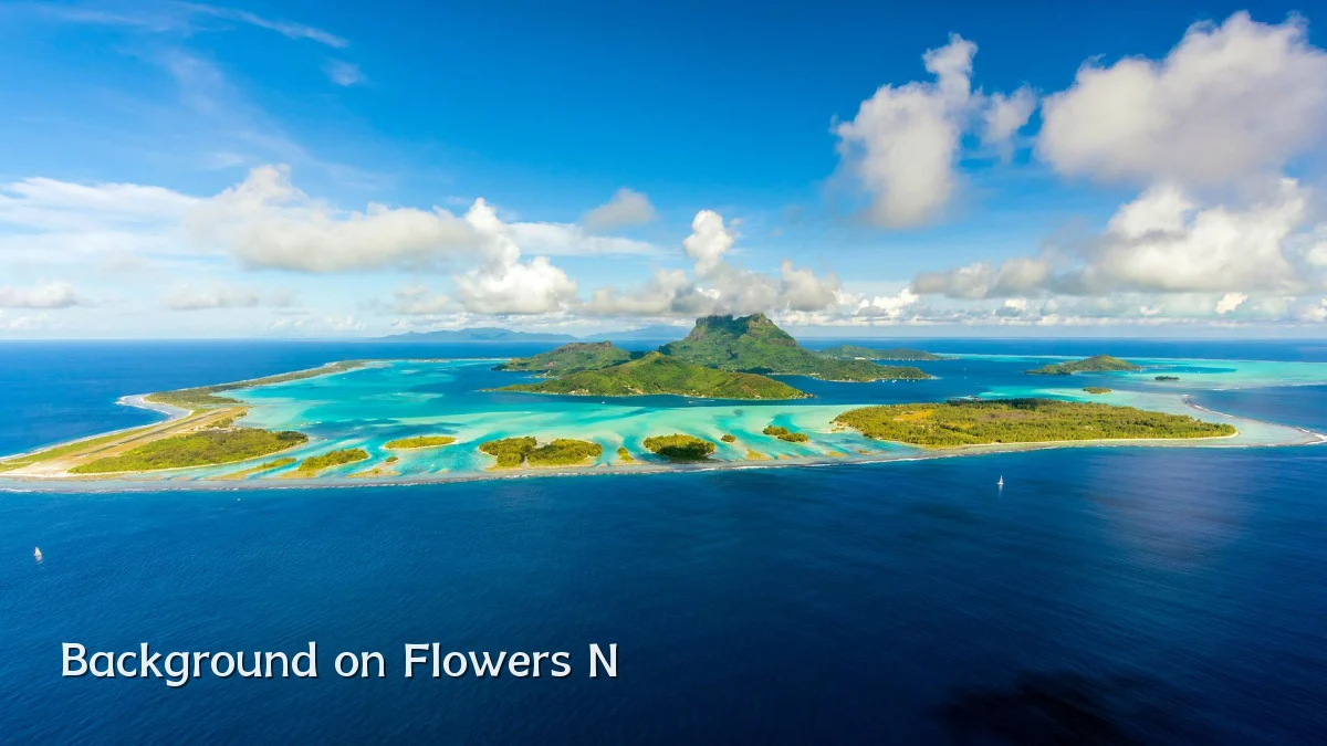 Background on Flowers N