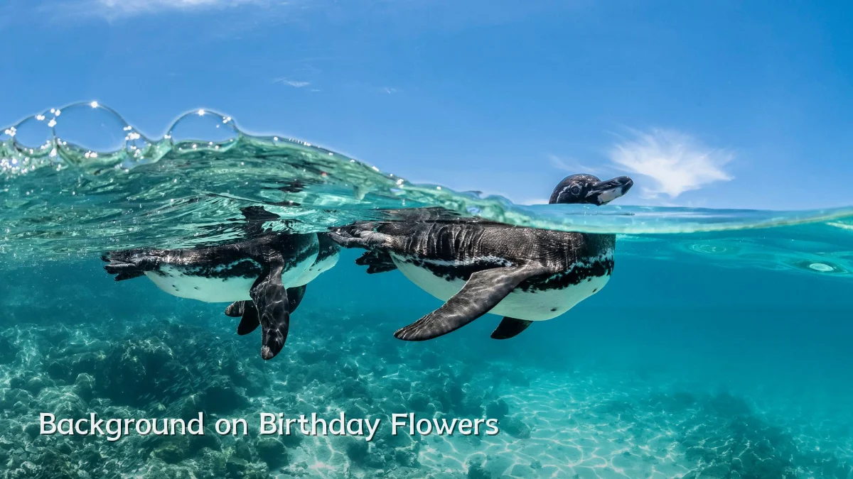 Background on Birthday Flowers