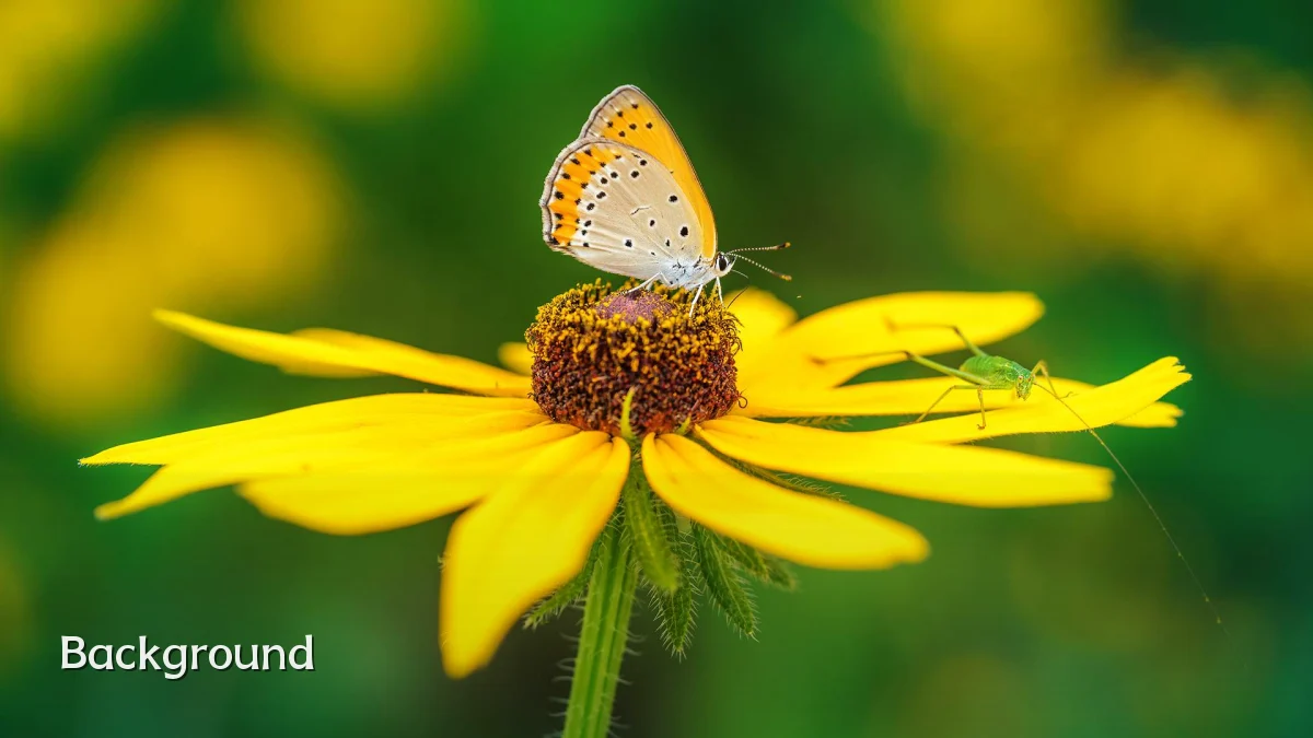 Background